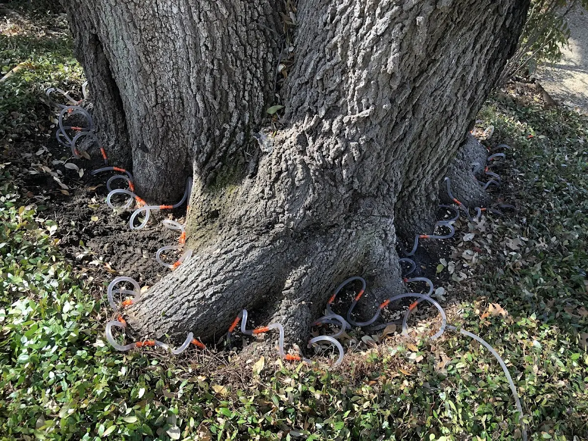 Detailed Tree Cabling and Bracing job site in Shippenville
